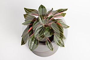 Peperomia caperata rosso plants with beautiful leaves texture isolated on white background, potted plant photo