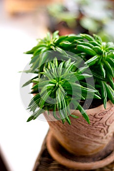 Peperomia ferreyrae in a clay pot as home plant.