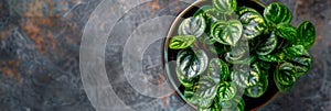 Peperomia in Flowerpot Closeup, Peperomia Macro House Plant in Flowerpot on Blurred Background