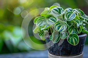 Peperomia in Flowerpot Closeup, Peperomia Macro House Plant in Flowerpot on Blurred Background