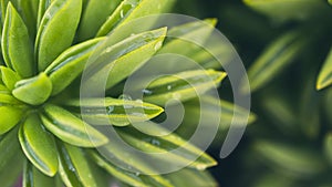 Peperomia macro. Close-up succulent with water drops