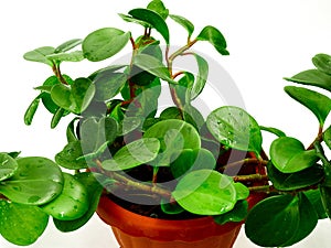 Peperomia magnoliaefolia