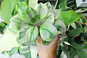 Peperomia obtusifolia, Baby Rubber Plant or Pepper Face or PIPERACEAE