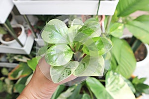 Peperomia obtusifolia, Baby Rubber Plant or Pepper Face or PIPERACEAE