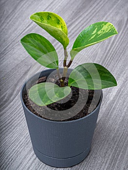 Peperomia Obtusifolia variegated