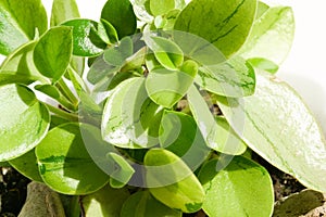 Peperomia orba pixie lime houseplant collection