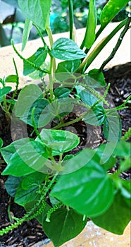 Peperomia pellucida