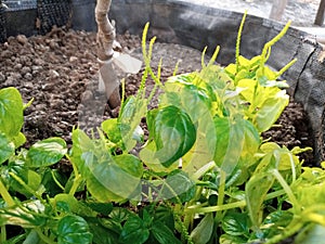 Peperomia pellucida plant