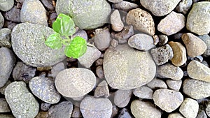 Peperomia pellucida plant grows on a collection of gravel