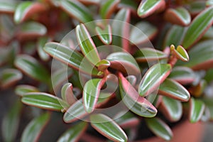 Peperomia plant
