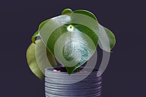 `Peperomia Polybotrya` Radiator Plant in pot on dark background