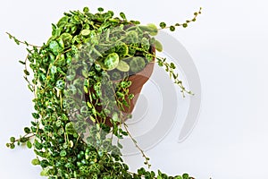 Peperomia prostrata aka `string of turtles` on a white background. photo