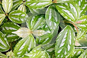 Peperomia puteolata is commonly known as the parallel peperomia or watermelon peperomia in terms of the leaf pattern resembling