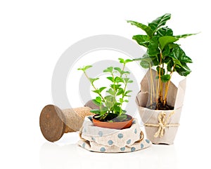 Peperomia radiator plant seedling and coffee plant tree