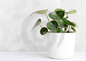 Peperomia raindrop houseplant