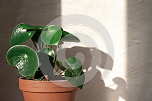 Peperomia raindrop plant on concrete wall background