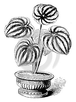 Peperomia Saundersii vintage illustration