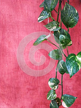 Peperomia scandens variegate or cupid peperomia hanging on red wall background.