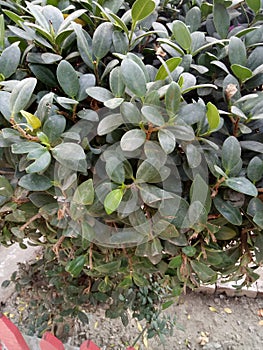 Peperomia Tetraphylla
