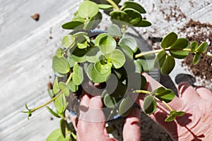 Peperomia tetraphylla, known as acorn or four-leaved peperomia, being planted in a pot indoors
