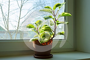 Peperomia Variegata, indoor drought tolerant plant with thick decorative white-green leaves