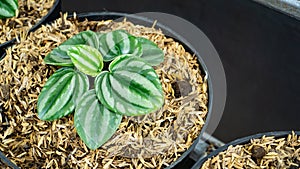 Peperomia watermelon houseplants on black plastic pots