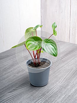 Peperomia watermelon is a low-growing perennial plant