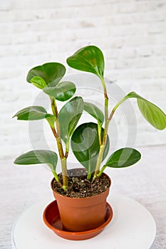 The Peperomy plant Lat. Peperomia with green leaves in a clay pot on a white wall background. Flora home indoor plants