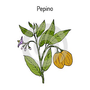 Pepino dulce, eatable and medicinal plant photo