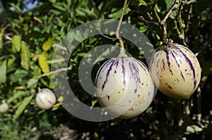 Pepino Fruit photo