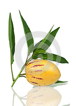Pepino fruit