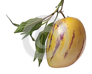 Pepino fruit