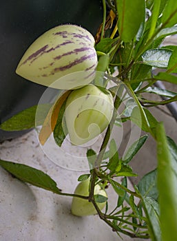 Pepino melons - Solanum muricatum