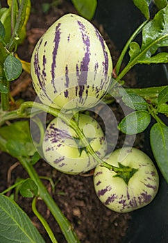 Pepino melons - Solanum muricatum photo