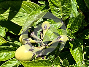 Pepino, Pepino dulce, Solanum muricatum