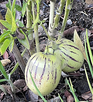 Pepino, Pepino dulce, Solanum muricatum
