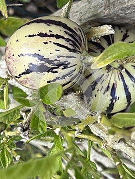 Pepino, Pepino dulce, Solanum muricatum