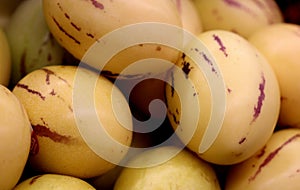 Pepino, Pepino melon, Solanum muricatum, Pepino dulce