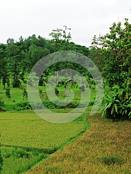 Pepohonan yang rindang dan segar alami berada di lapangan photo