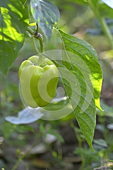 Green pepper in a haulm