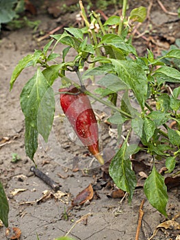 Red pepper in a haulm