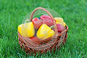 Pepper in basket on green nature grass background. Harvest