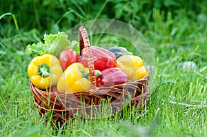 Pepper in basket on green nature grass background. Harvest