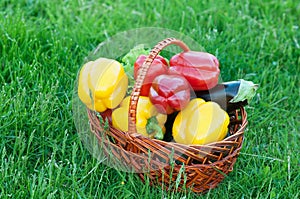 Pepper in basket on green nature grass background. Harvest