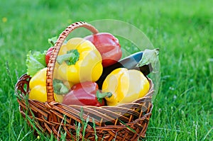 Pepper in basket on green nature grass background. Harvest