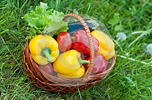 Pepper in basket on green nature grass background. Harvest