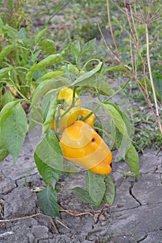 Pepper Caps. Capsicum annuum. Agricultural vegetables