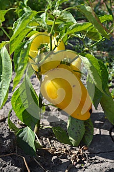 Pepper Caps. Capsicum annuum. Agricultural vegetables. Annual herbaceous plant. Yellow fruit