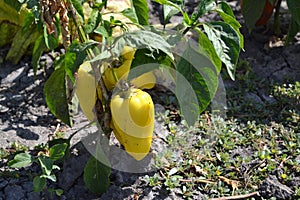 Pepper Caps. Capsicum annuum. Agricultural vegetables. Annual herbaceous plant. Yellow fruit