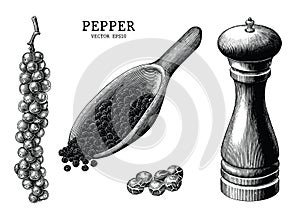 Pepper collection hand draw vintage clip art isolated on white b